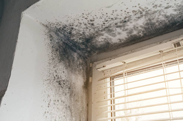 Affordable Basement Mold Removal solutions in Churchton, MD